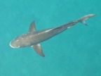 Cobia.JPG (113 KB)